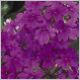 Verbena-Superba-'Purple'-PW